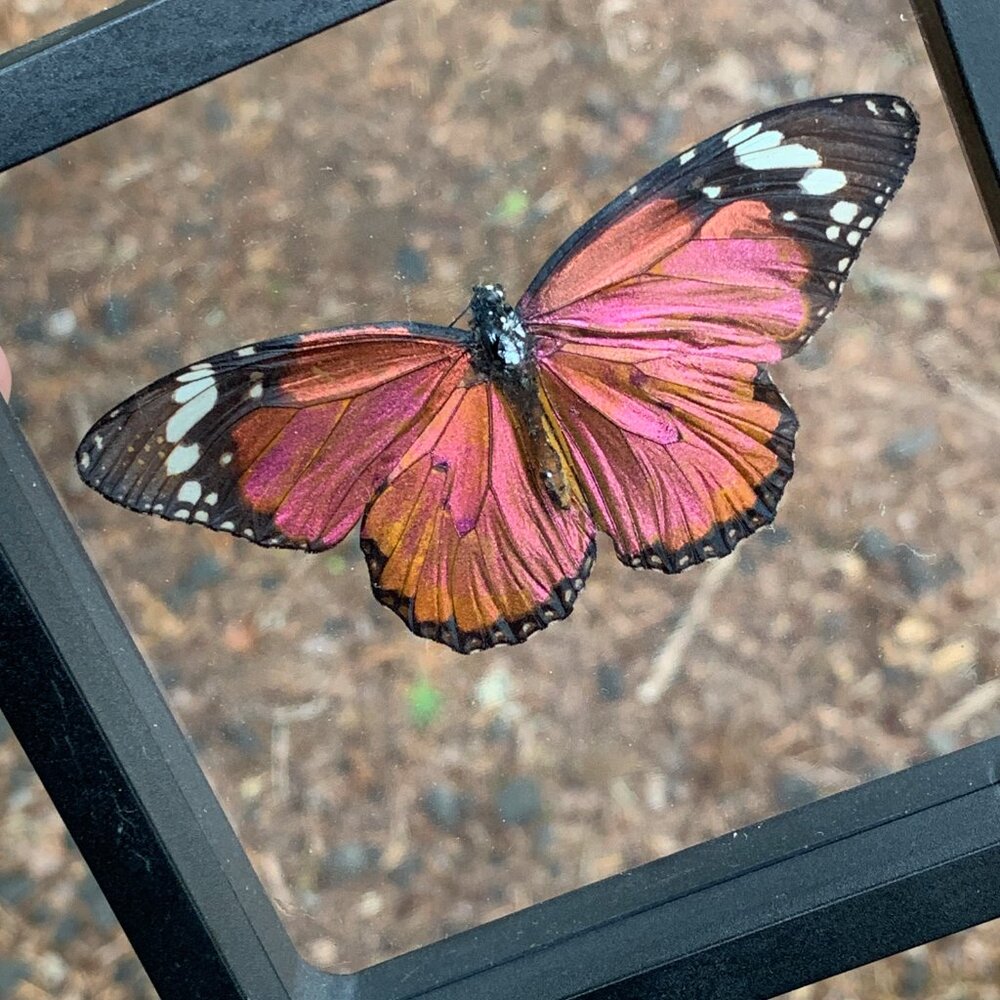 Sugarlight Real Butterfly - Picture 3 of 10